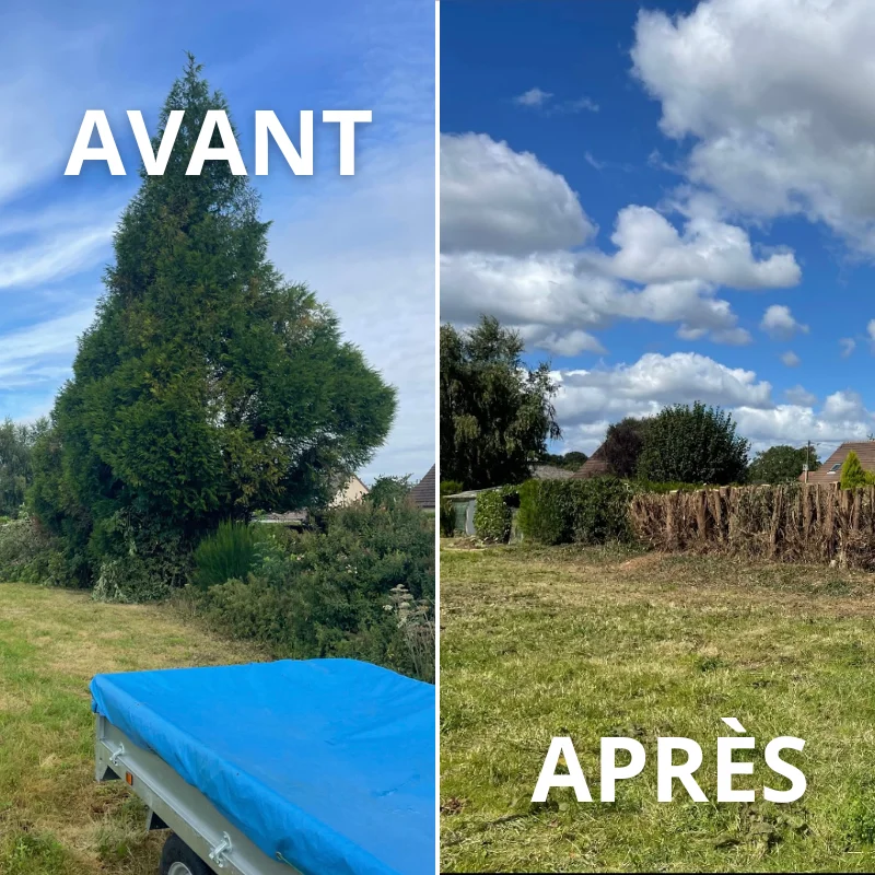 Abattage de sapin (Sainte-Marguerite-sur-Duclair)