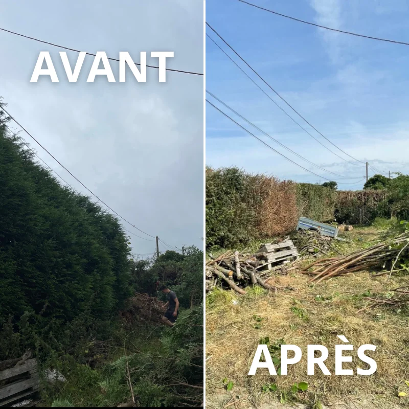 Rabattage de haie thuyas (Épinay-sur-Duclair)